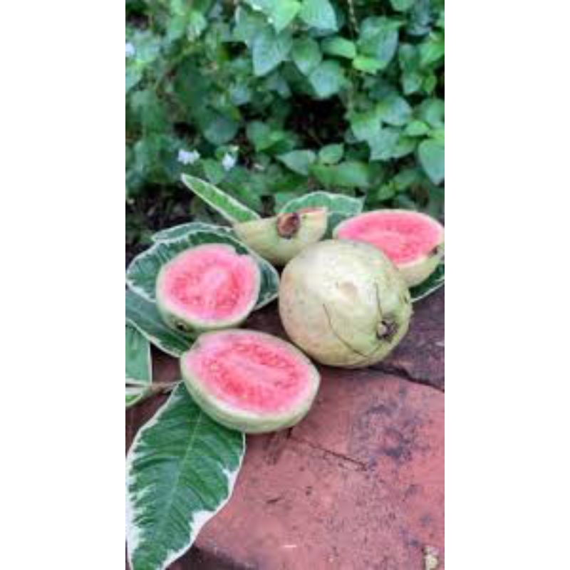 

Bibit jambu Kristal Varigata