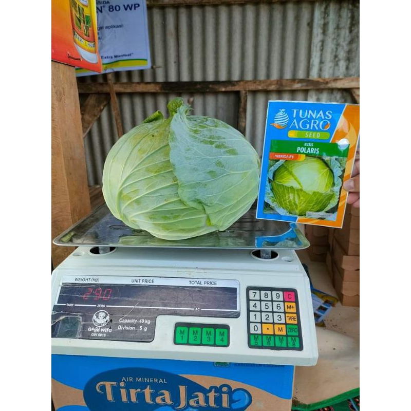 BENIH KUBIS POLARIS TAHAN AKAR GADA REPACK, BENIH RESMI ASLI POLARIS