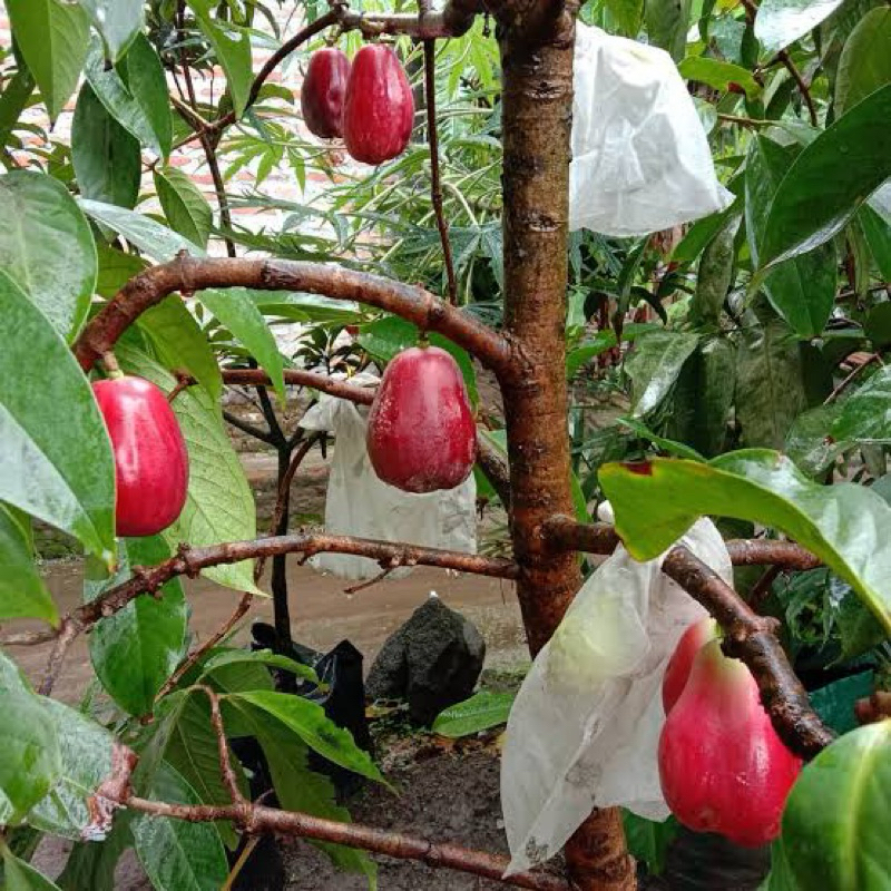 Tabulampot jambu air berbagai jenis