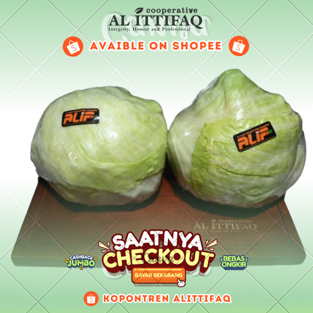 

Lettuce Sayur bahan masakan segar Kopontren Al Ittifaq Bandung