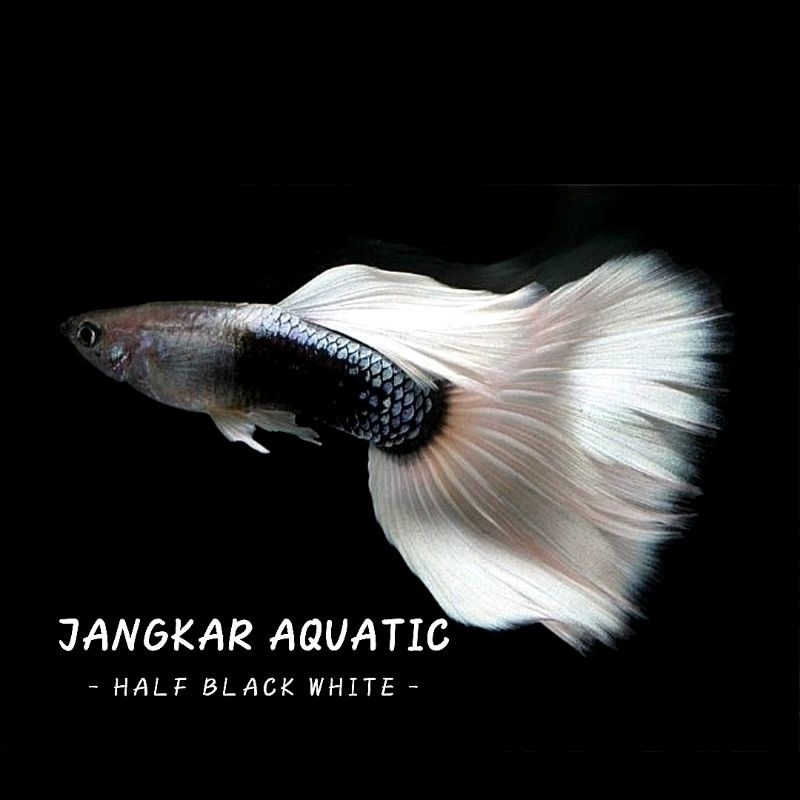 Obat ikan guppy - Half Black White &ribbon fin c