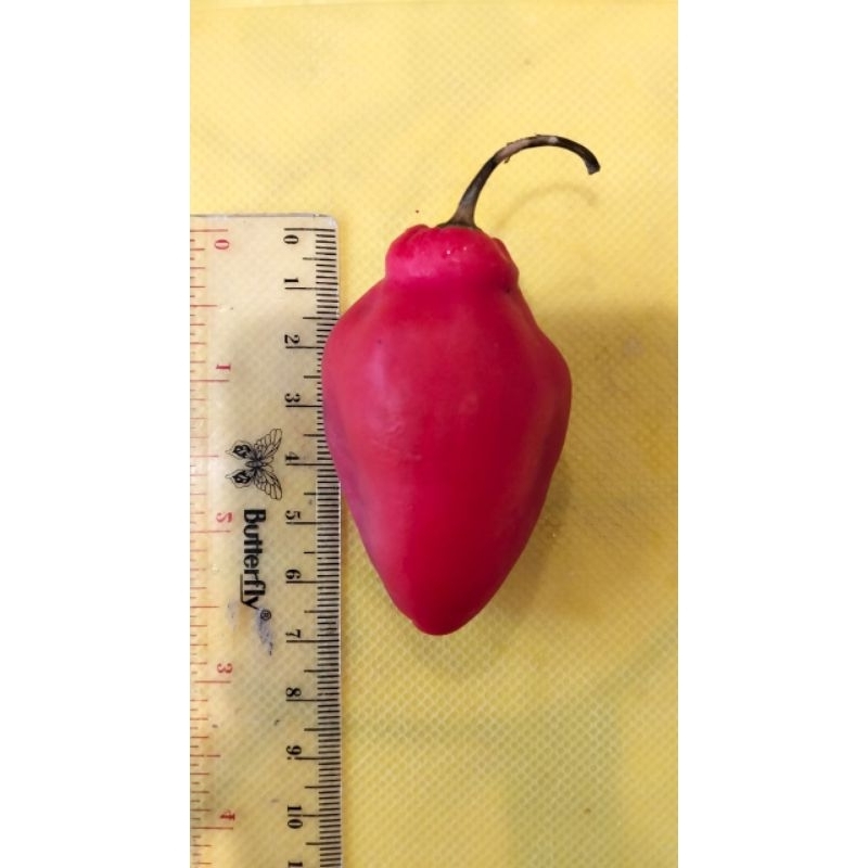 Benih Cabe Rocoto Pepper