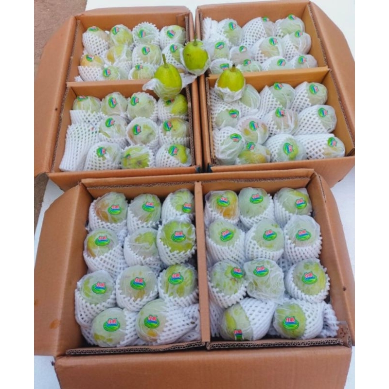 

Pear xyangli