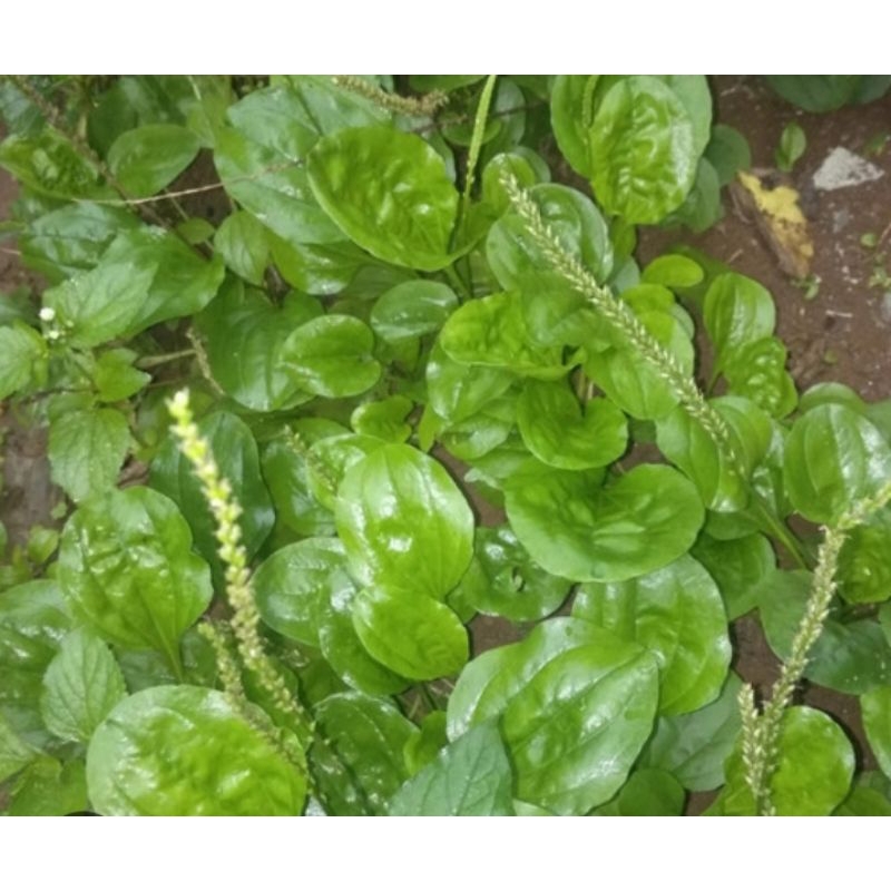 

ki urat obat herbal daun sendok ki urat segar