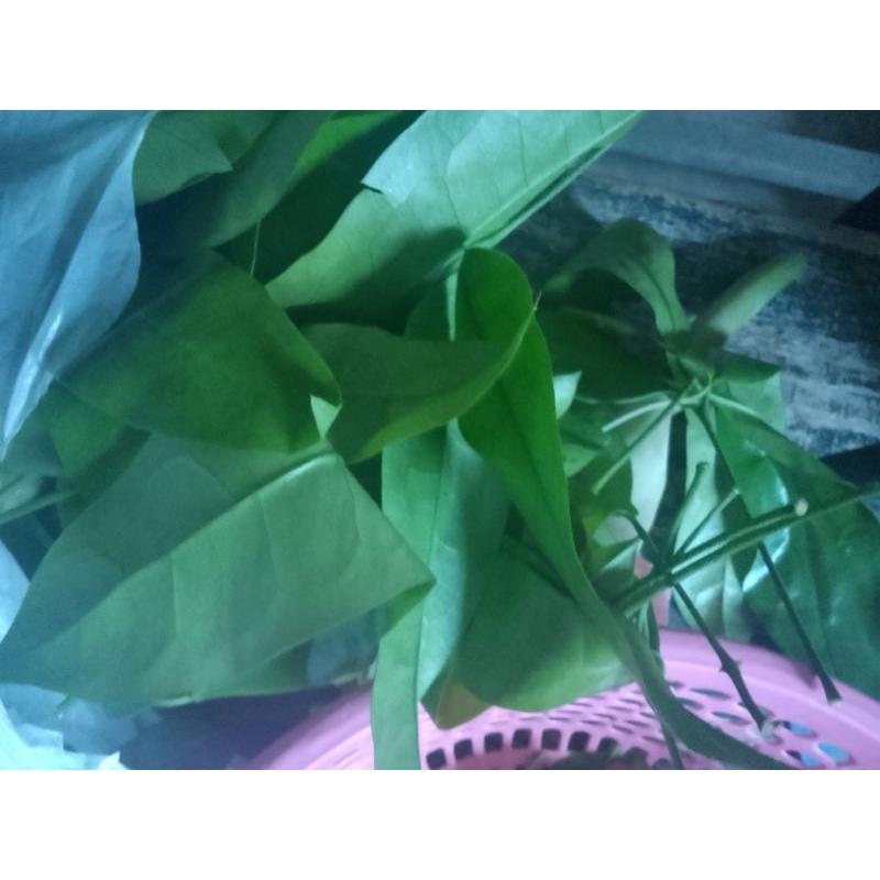 

Daun melinjo/tangkil segar /petik dadakan bgtu order/7000/500gram/Nur'falisha oll shopp