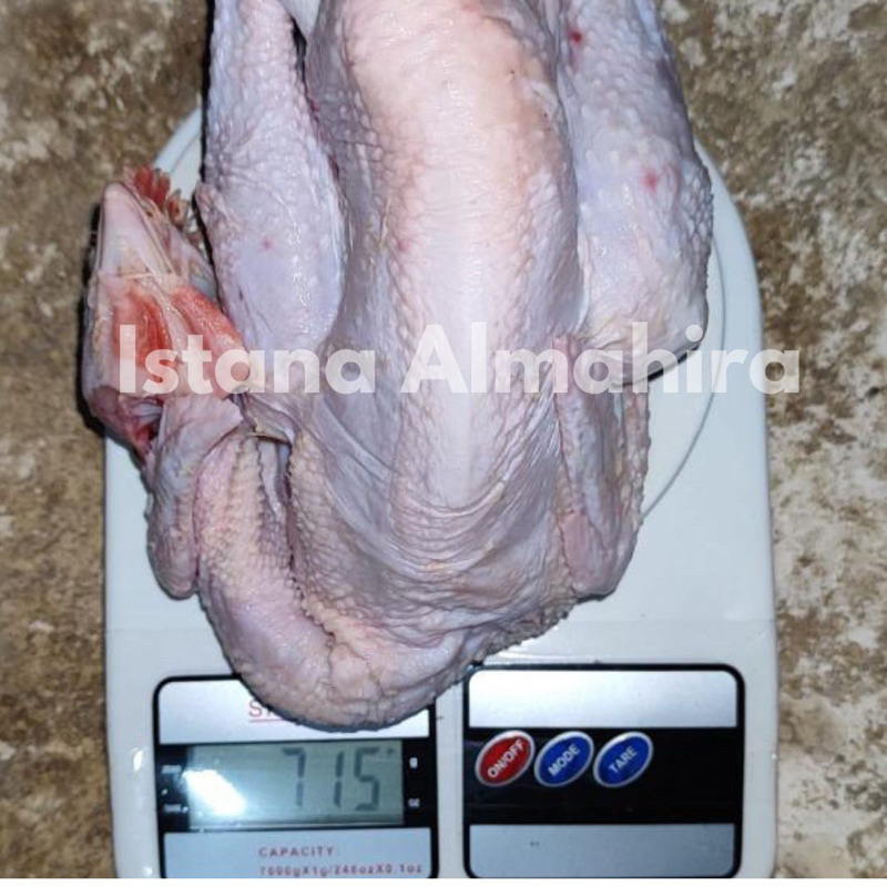 

Ayam Kampung / Ayam Pejantan / Ayam Super Perekor / Ayam Segar
