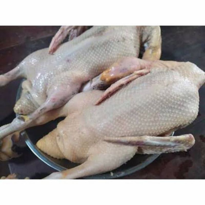 

Bebek muda frozen 1kg /bebek frozen/Daging Bebek UK 1,0kg