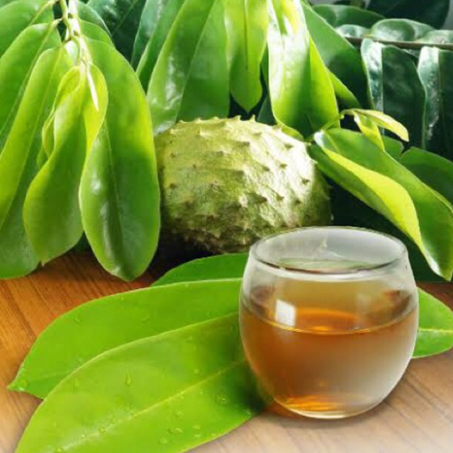 

Teh Herbal Daun Sirsak Fresh | Daun Sirsak Segar | Obat Herbal Daun sirsak