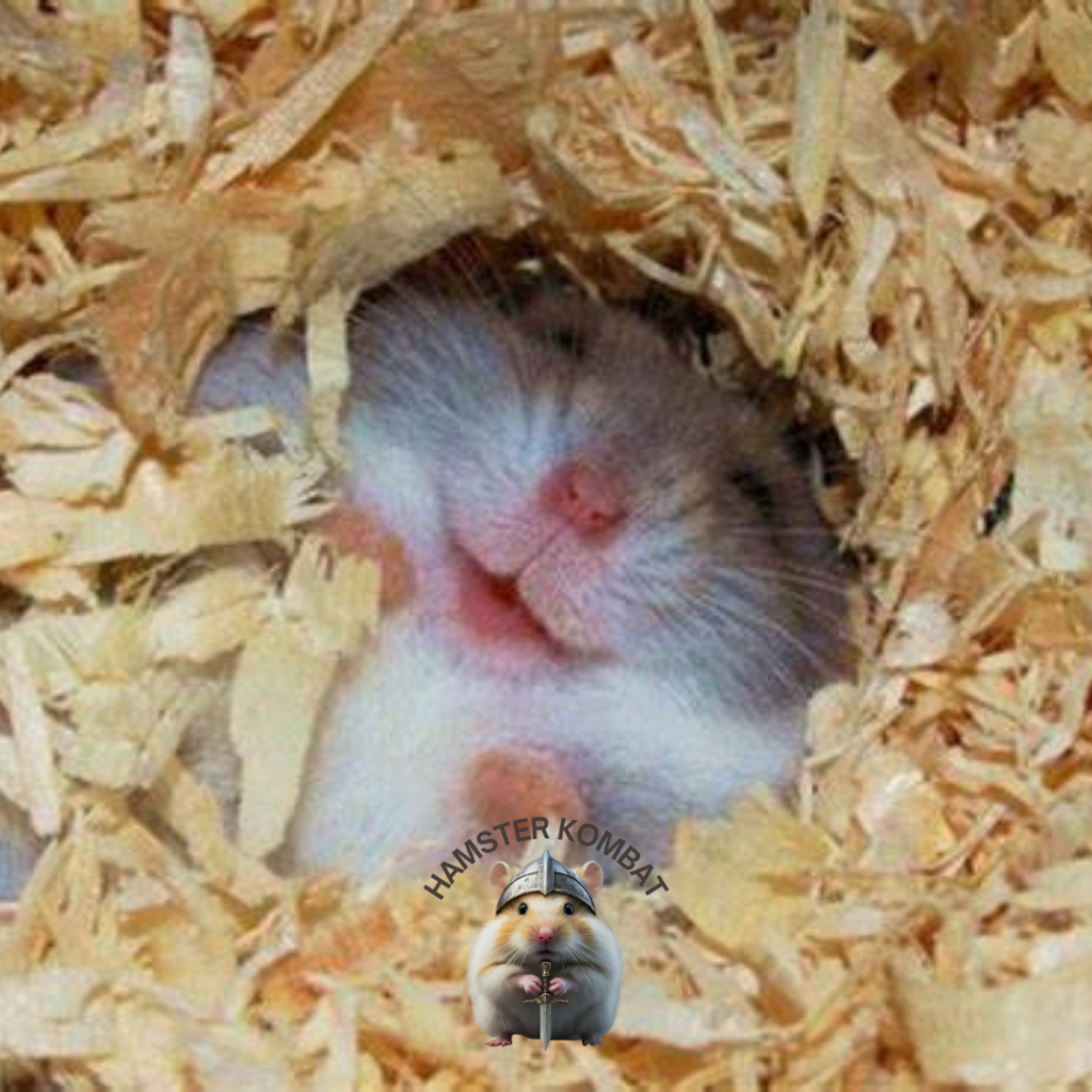 Hamster Winter White Indukan 3-8 Bulan