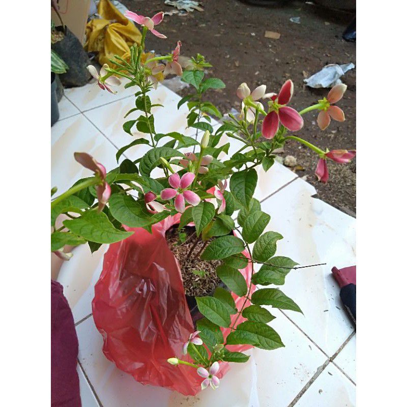 Tanaman hias melati Belanda - bunga melati belanda