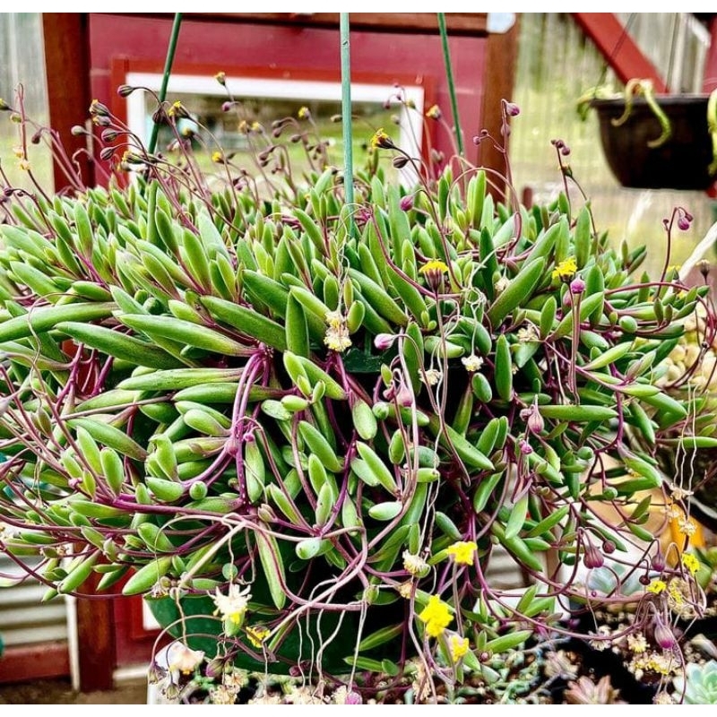 TANAMAN HIAS STRING OF BANANA IMPORT F1 / 1 POT RIMBUN