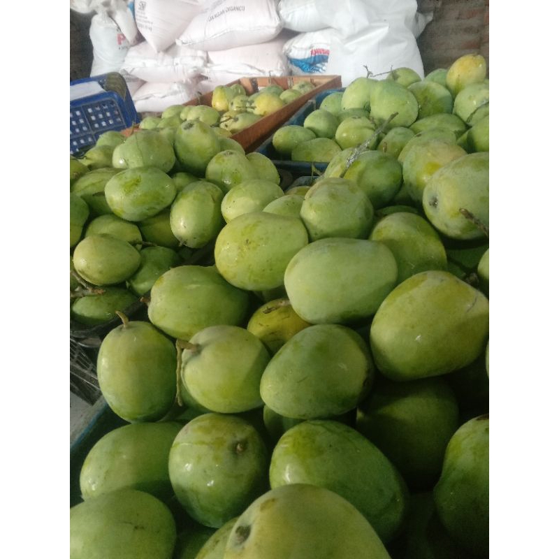 

mangga cengkir dermayu