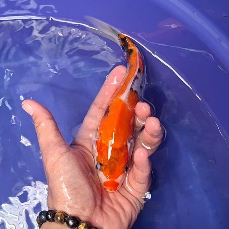 Ikan Koi Blitar Jenis Sanke / Rumah Koi Jakarta / kode 0039