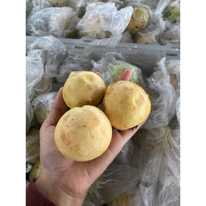 

(INSTAN) Jambu Merah/Jambu jus Manis