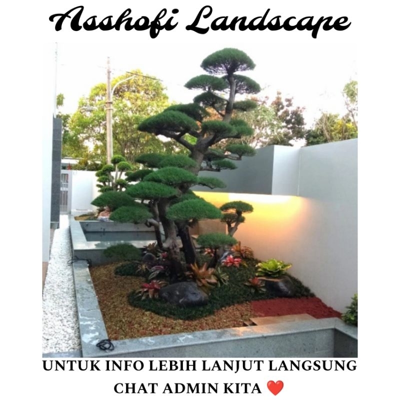 PEMBUATAN TAMAN BONSAI CEMARA UDANG TANAMAN HIAS