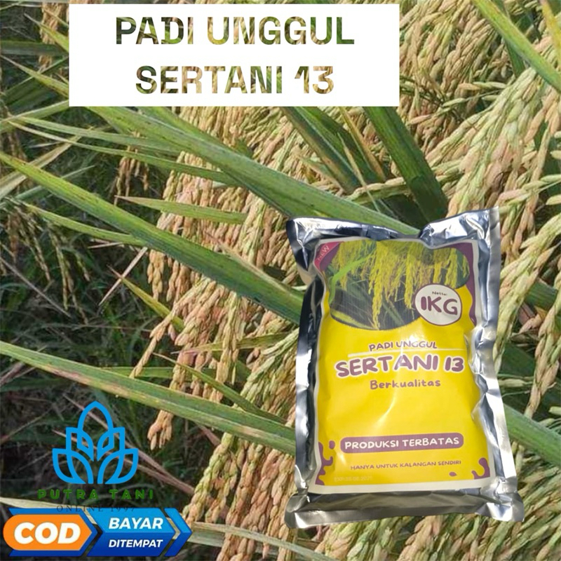 PADI UNGGUL SERTANI 13