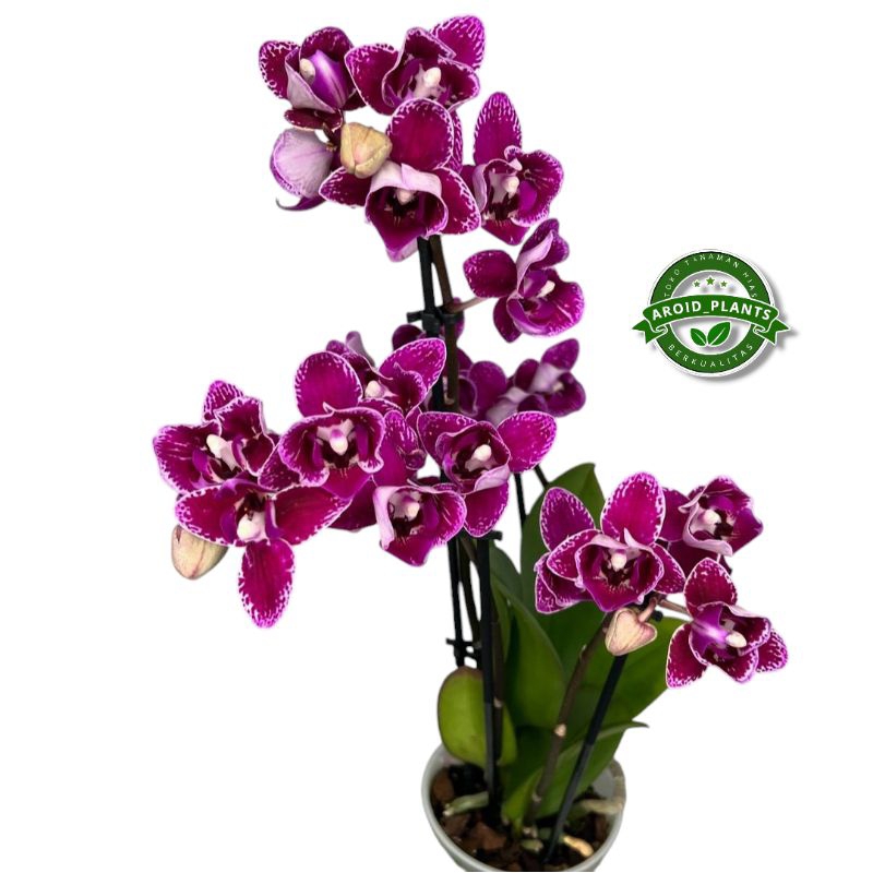 Tanaman Hias Anggrek Bulan Ungu Hornglin - Bibit Pohon Bunga Anggrek Bulan - Pohon Bunga Anggrek Hid