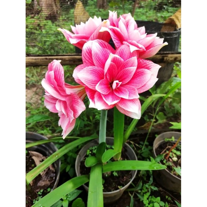 umbi Anakan amaryllis Double dream import asli bunga amarilis Bakung zheperanthes anak umbi hujan