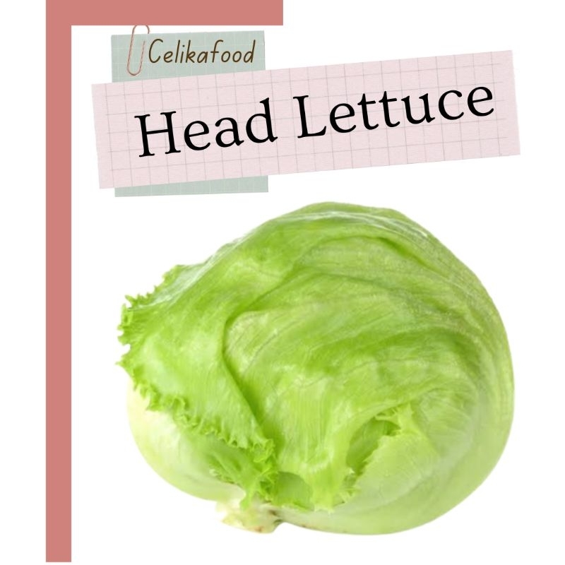 

Head Lettuce 250gr Selada Salad Sayur Fresh Vegetable