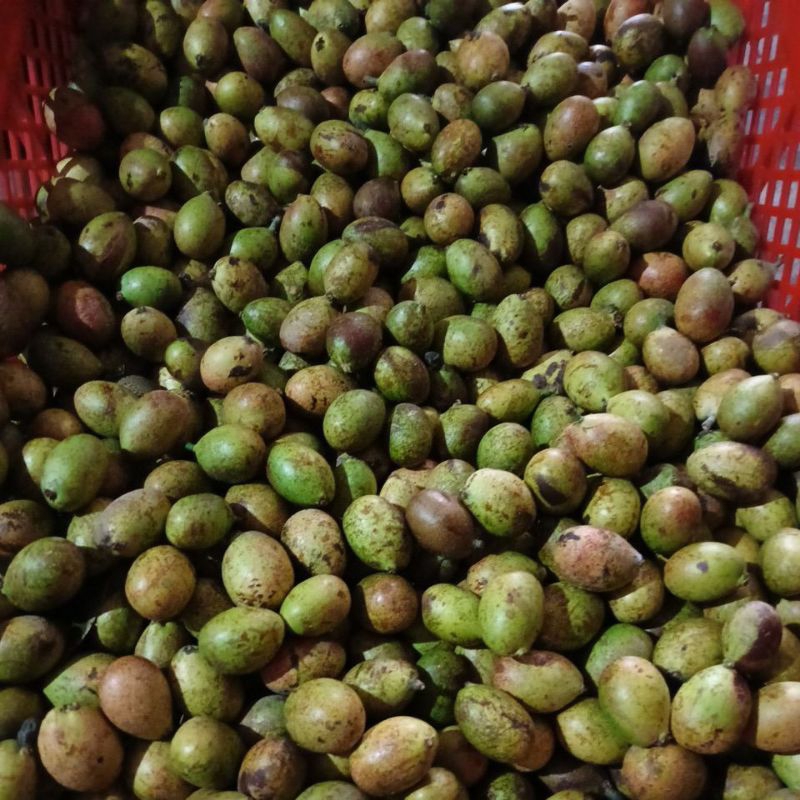 

matoa kelapa