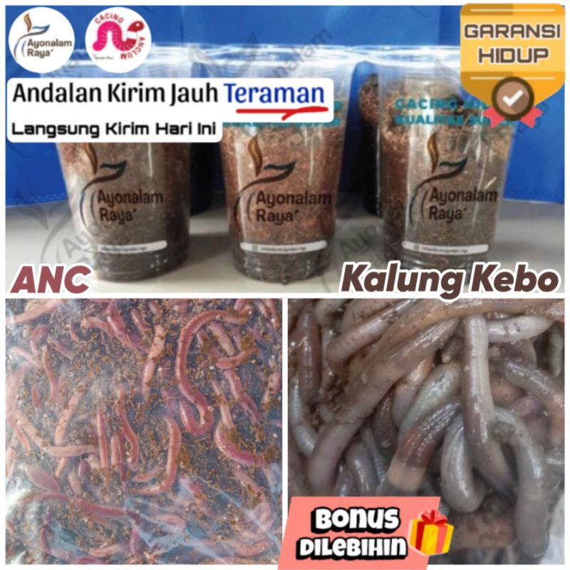 Umpan Cacing Kalung ANC Buat Pancing Mancing Ikan Bawal Lele Nila Mas Mujair