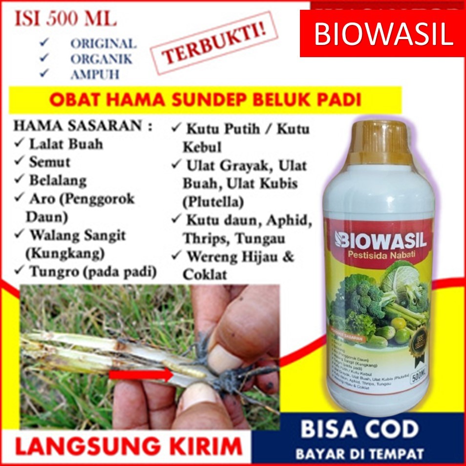 PALING LARIS OBAT PEMBASMI HAMA SUNDEP BELUK PADI PALING AMPUH, BIOWASIL Pupuk Pestisida Murah Sunde