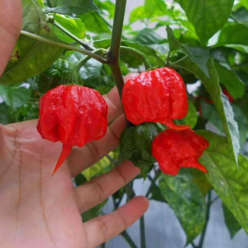 Bibit Tanaman Cabai Carolina Reaper Merah / Red Carolina Reaper / Cabe / Lombok / Super Pedas