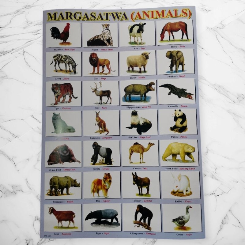 Poster Edukasi Anak Gambar Hewan Animal Spt 100