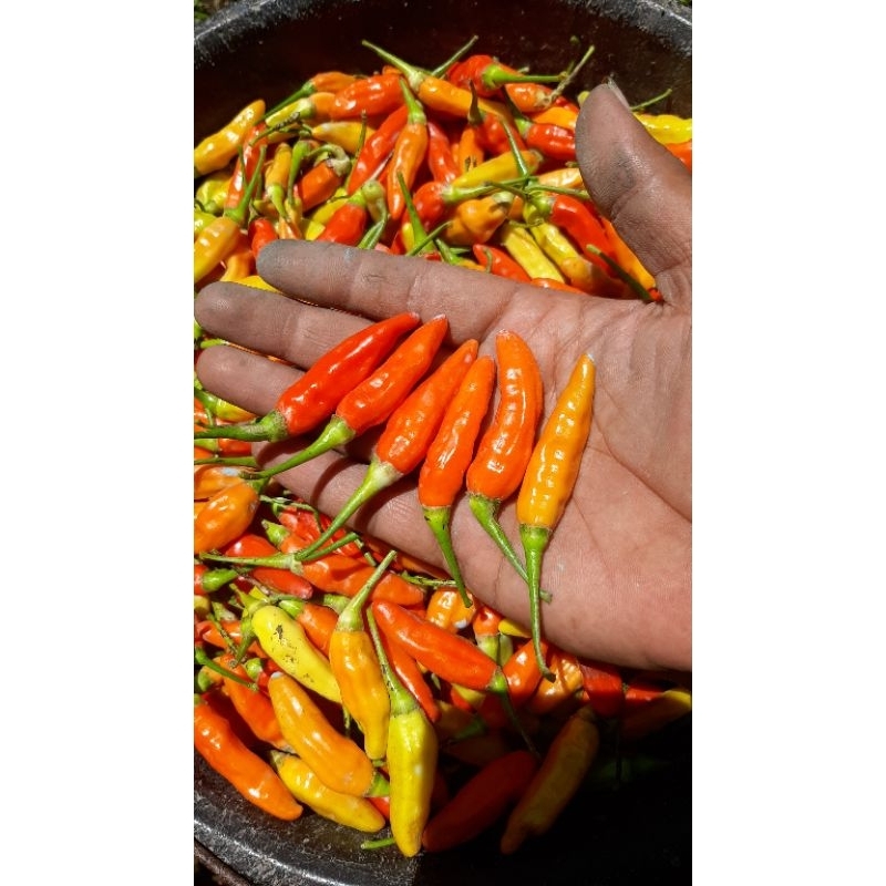 

CABAI RAWIT FRESH 100 Gram