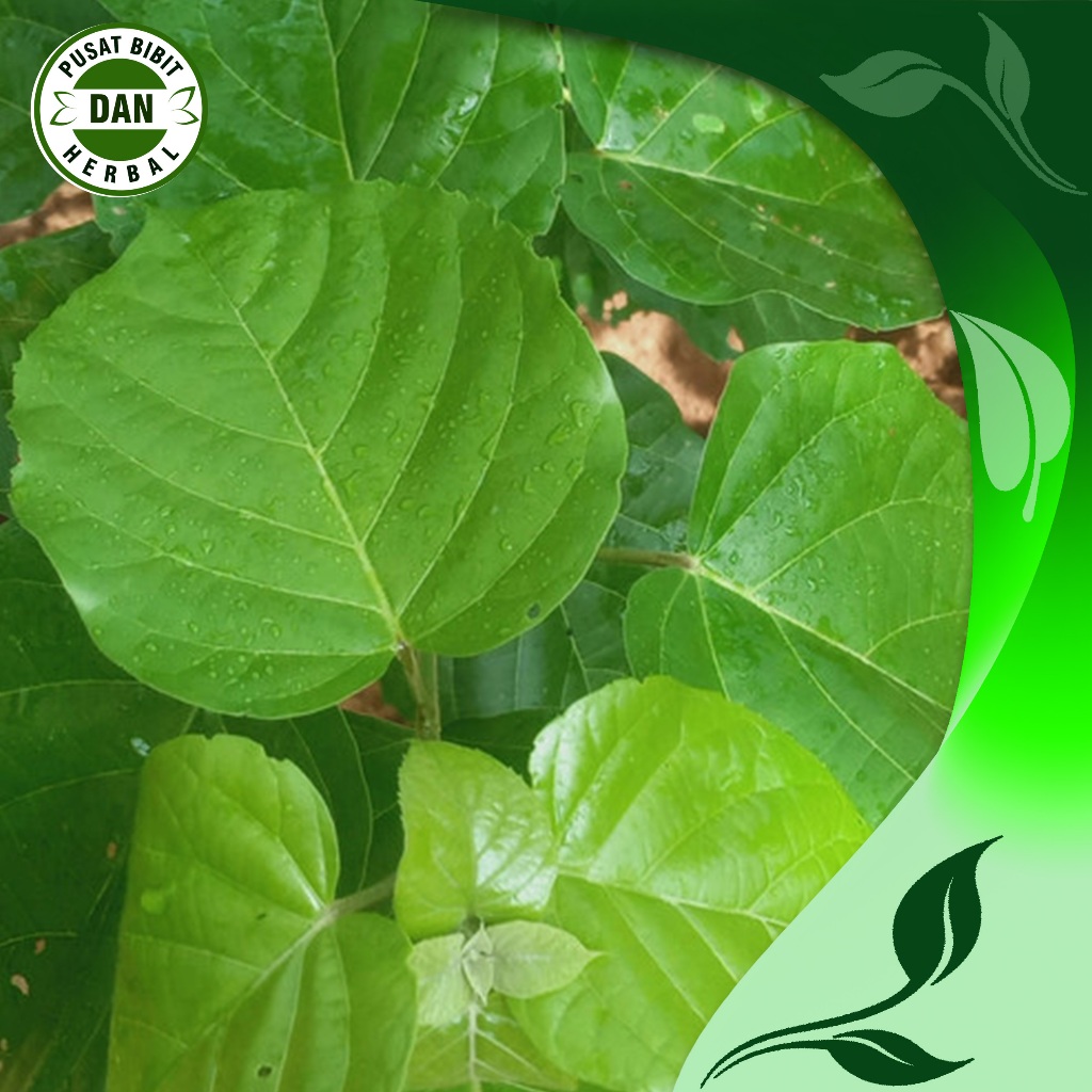 

Daun Singkil Buas Buas Segar Herbal Alami 1 kg - pusat bibit dan herbal