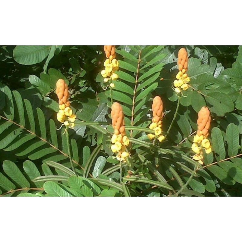 

daun katepeng kimanila 10 tandan