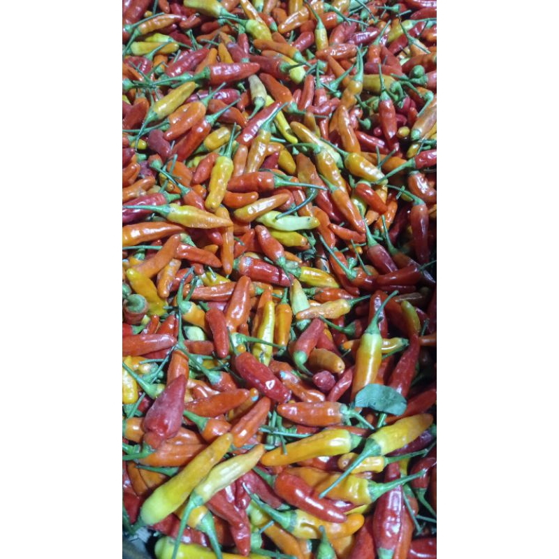 

cengek rawit jenis ori 100gr