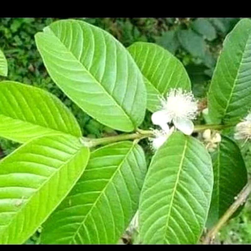 

DAUN JAMBU BIJI SEGAR MURAH DAUN JAMBU DIPETIK LANGSUNG SAAT ORDERAN MASUK