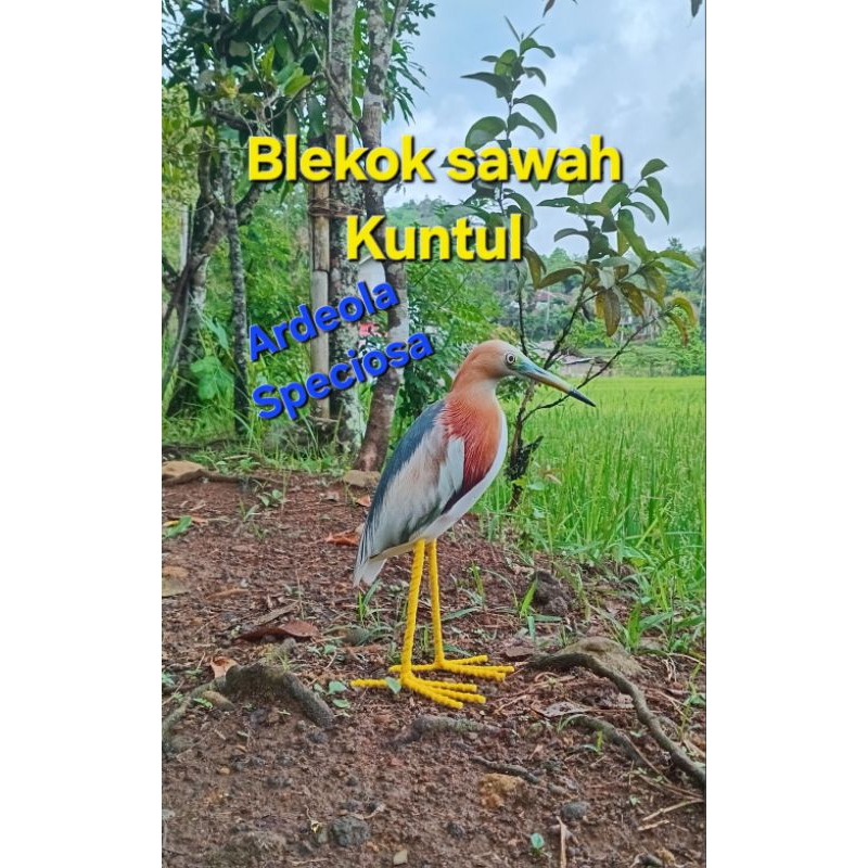 Boneka jontrot burung blekok sawah / kuntul