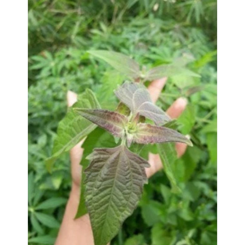 

daun kirinyuh segar1 kg