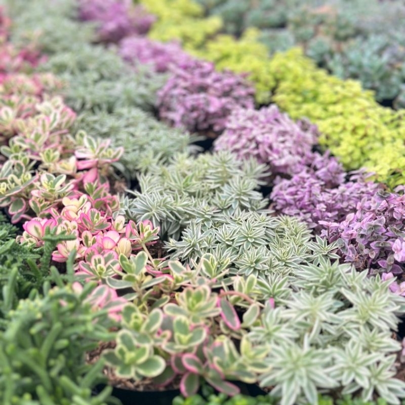 Sukulen Sedum Lineare Pink Lady Ogon