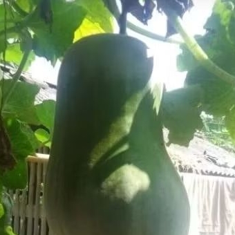 

buah kundur /tengkoah