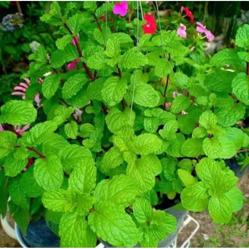 Tanaman Daun Mint / Mentha Jenis Paling Untuk Minuman