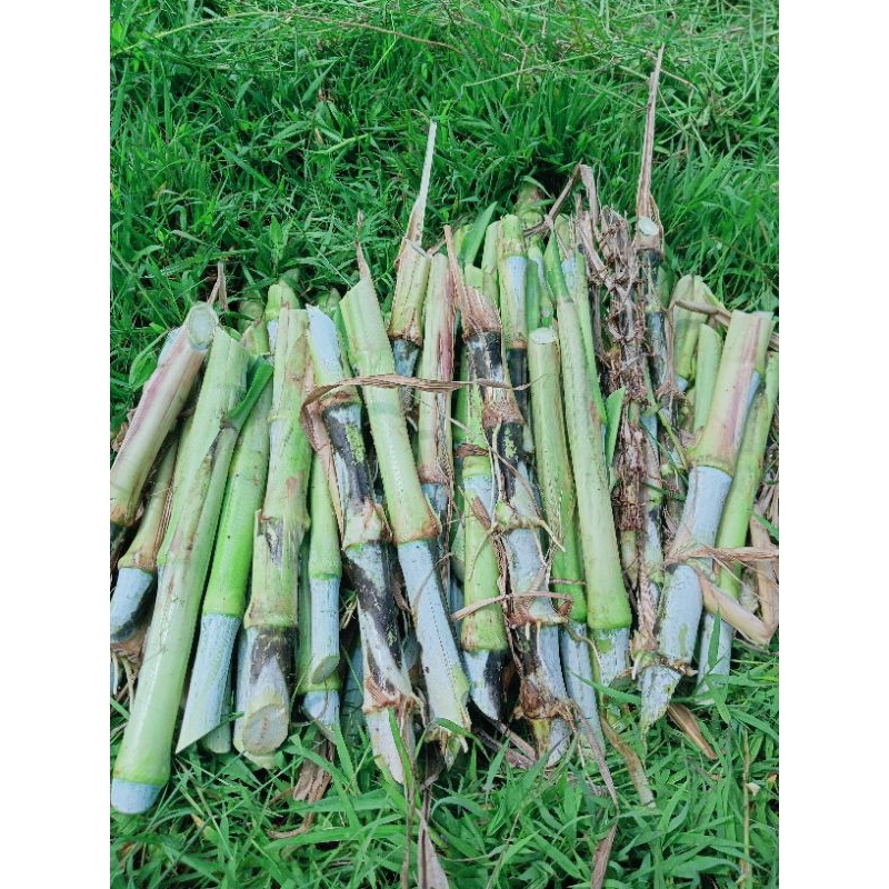 bibit rumput pakchong