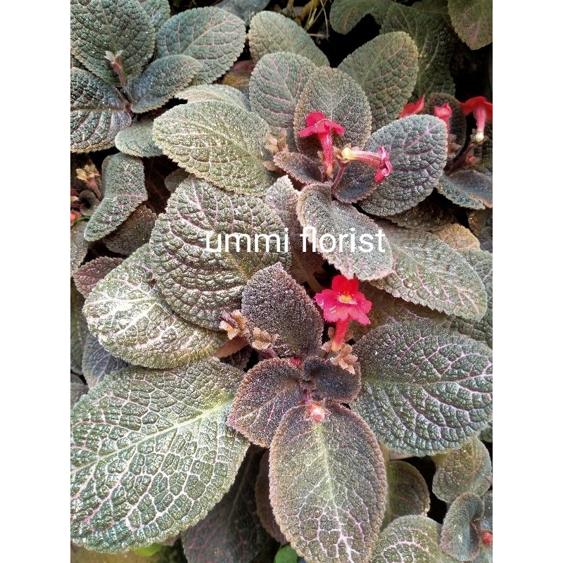 episcia coklat ungu bunga merah