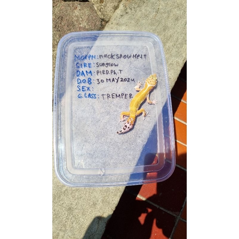 kartu baby leopard gecko macksnow