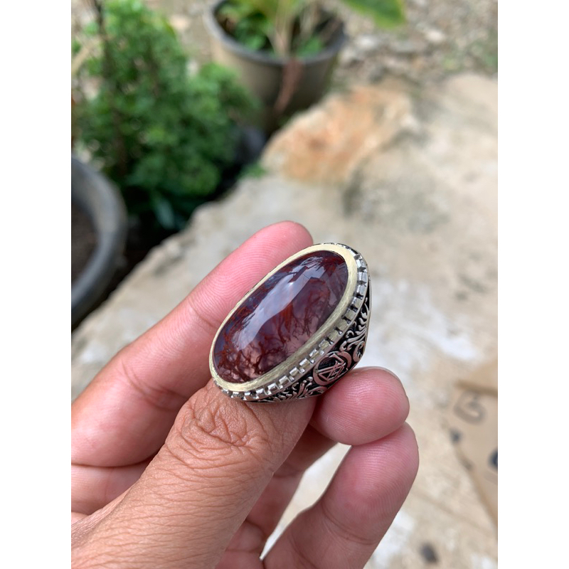 Lumut Suliki Merah HQ