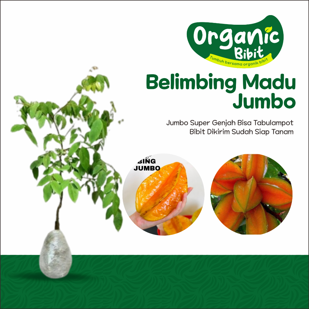 bibit belimbing madu jumbo