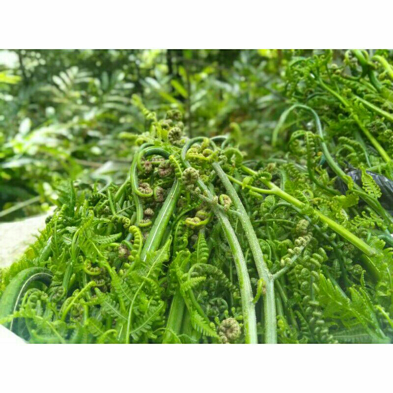 

daun pakis sayurn has sunda