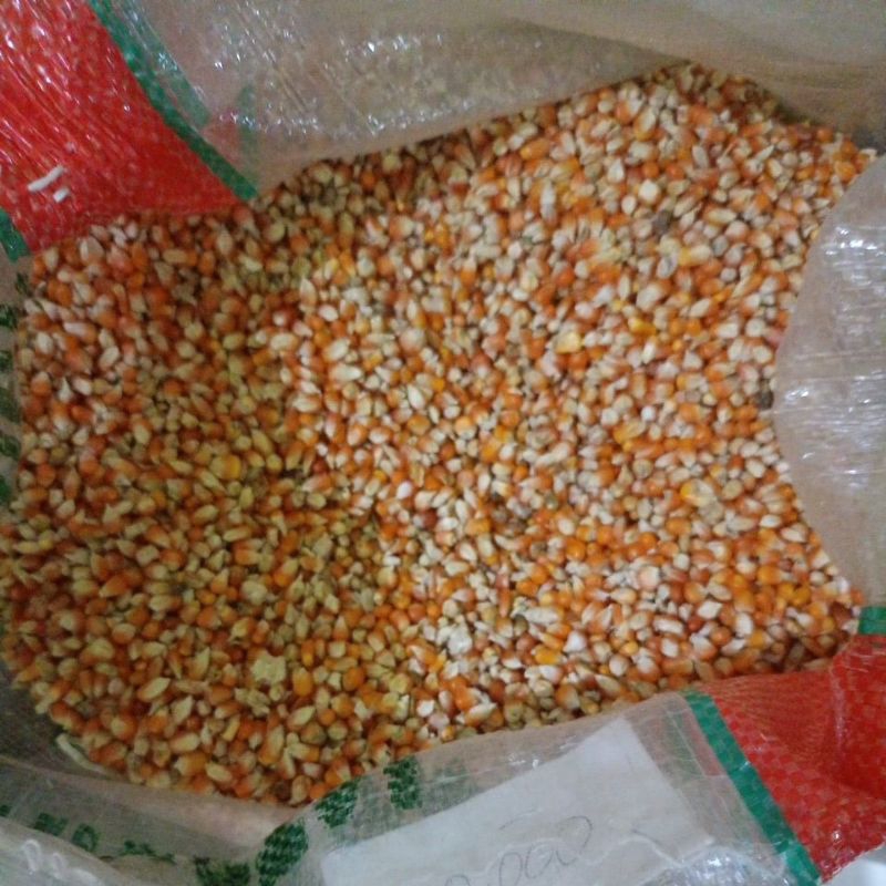 

JAGUNG KRISTAL JOS NO 2