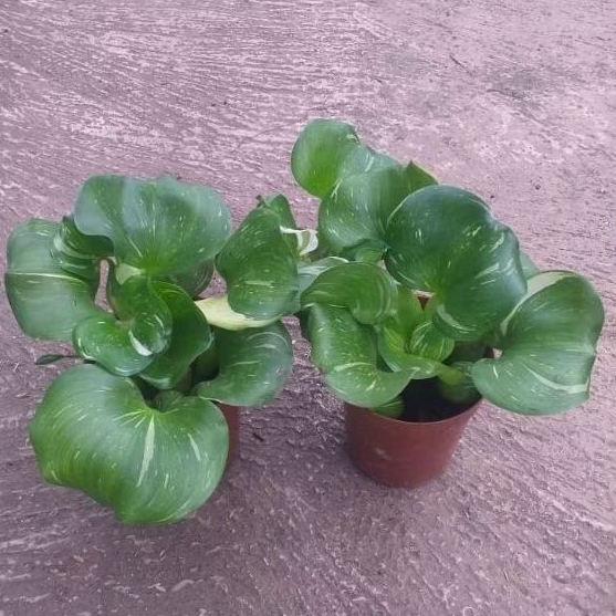 Tanaman Eichornia Crassipes Varigata, Tanaman Hias Enceng Gondok Varigata