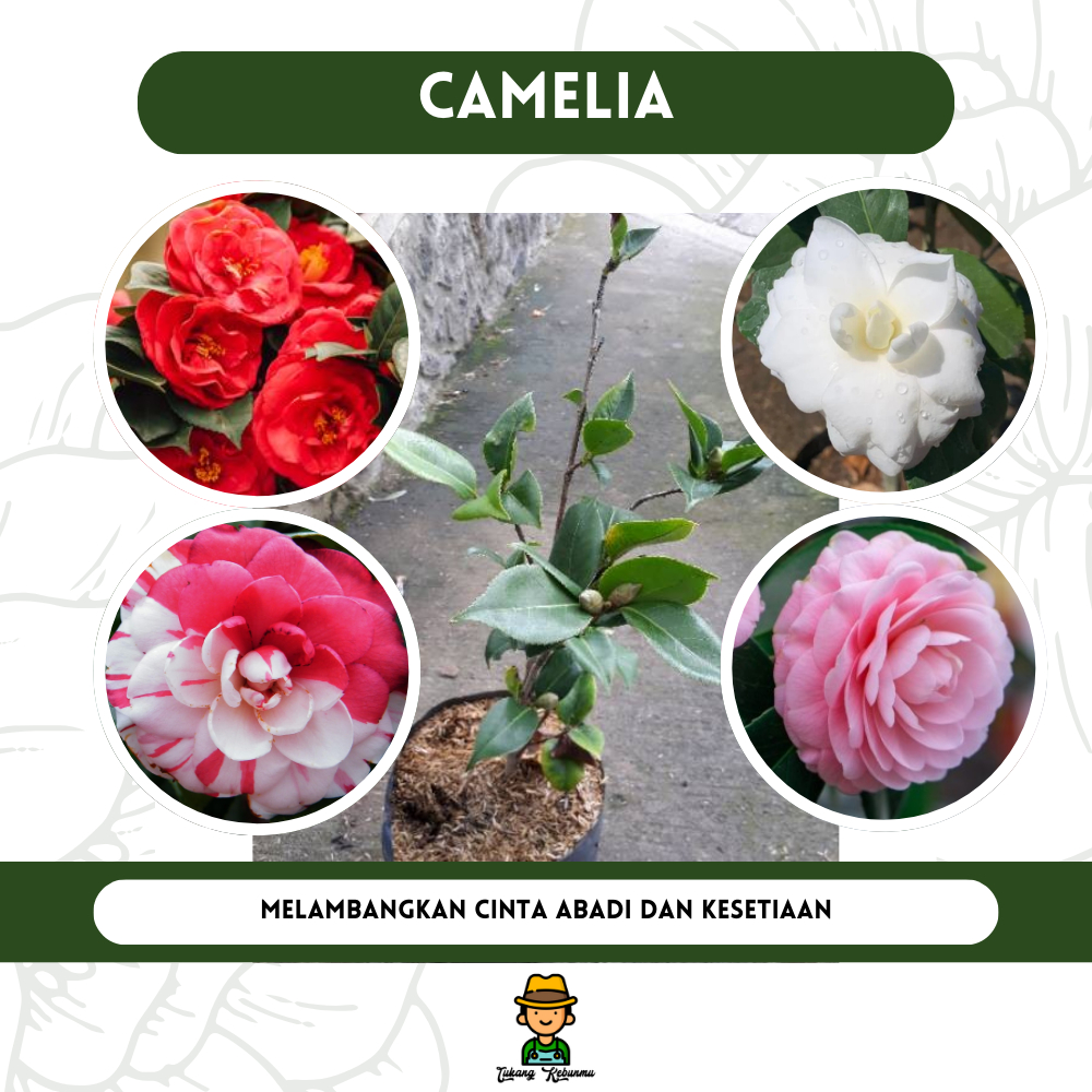 Tanaman Hidup Bunga Camelia Tumpuk - Bunga Hias Camelia