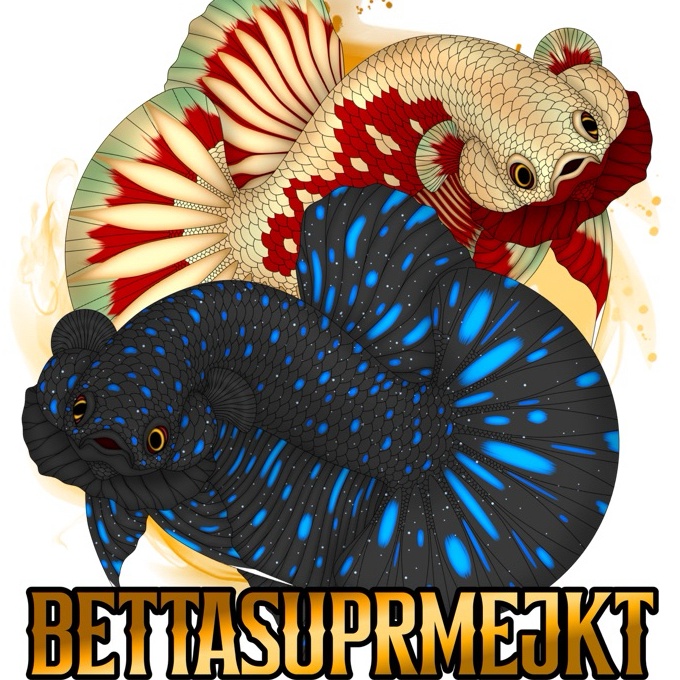 

Cashback CO STIKER LIVE