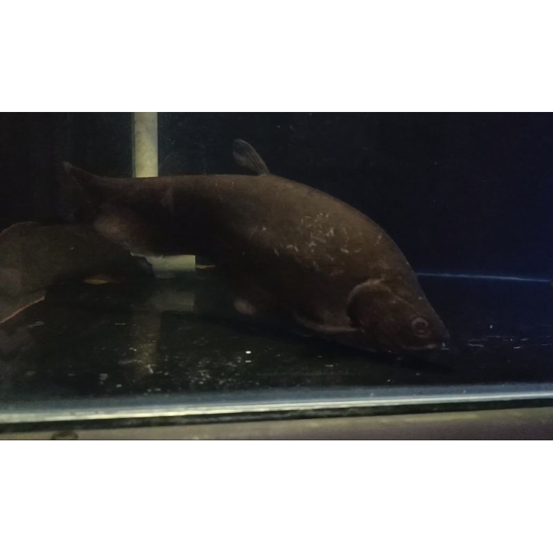 Belida Jawa 25-27cm / hiasan aquarium