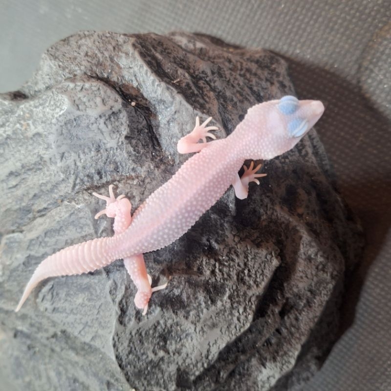 baby gecko Super Snow pied het blizzard